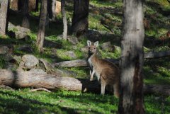 roo's in the Perth Hills