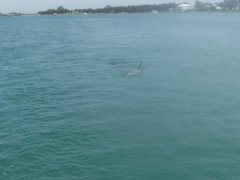 Dolphin in Mandurah  Key ..
