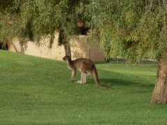 Mrs Roo , taken on someones lawn in  The Vines .