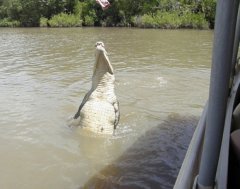 NT - Adelaide River Jumping Crocodiles cruise