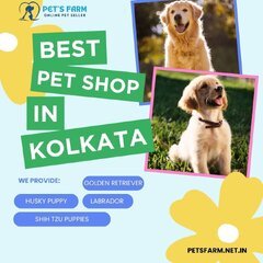 Golden Retriever Price in Kolkata.jpg