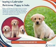 Labrador Puppies for Sale.jpg