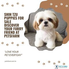 Shih Tzu Puppies for Sale.jpg