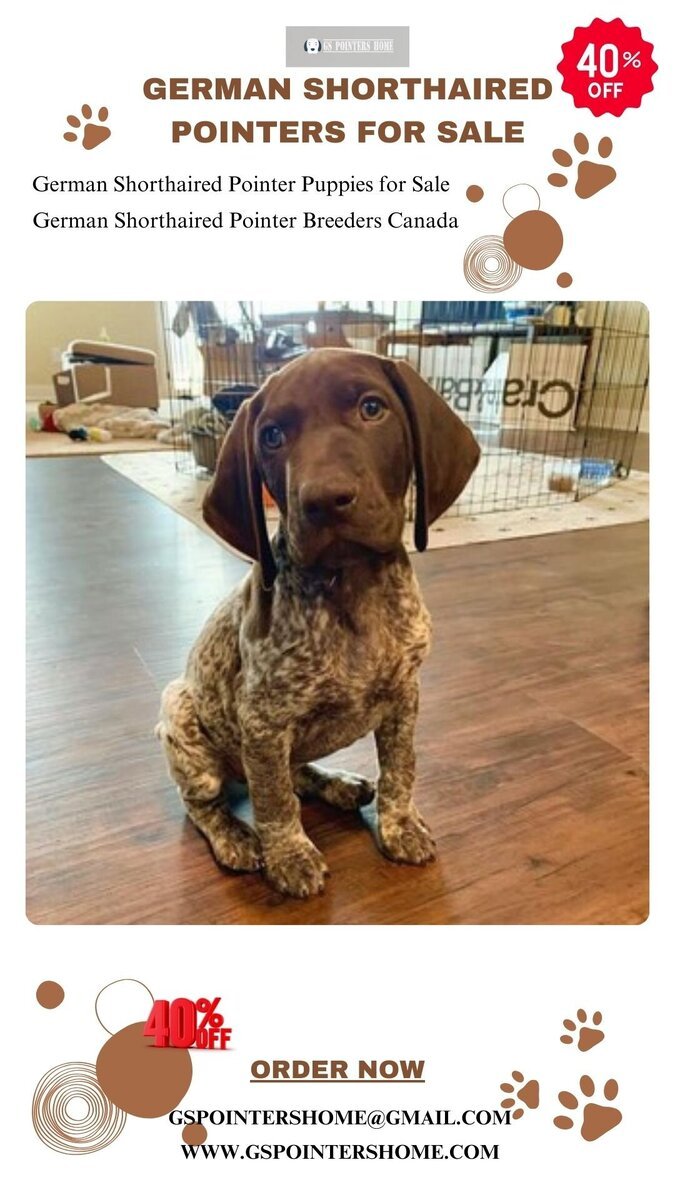 German Shorthaired Pointer Puppies for Sale Buy Now