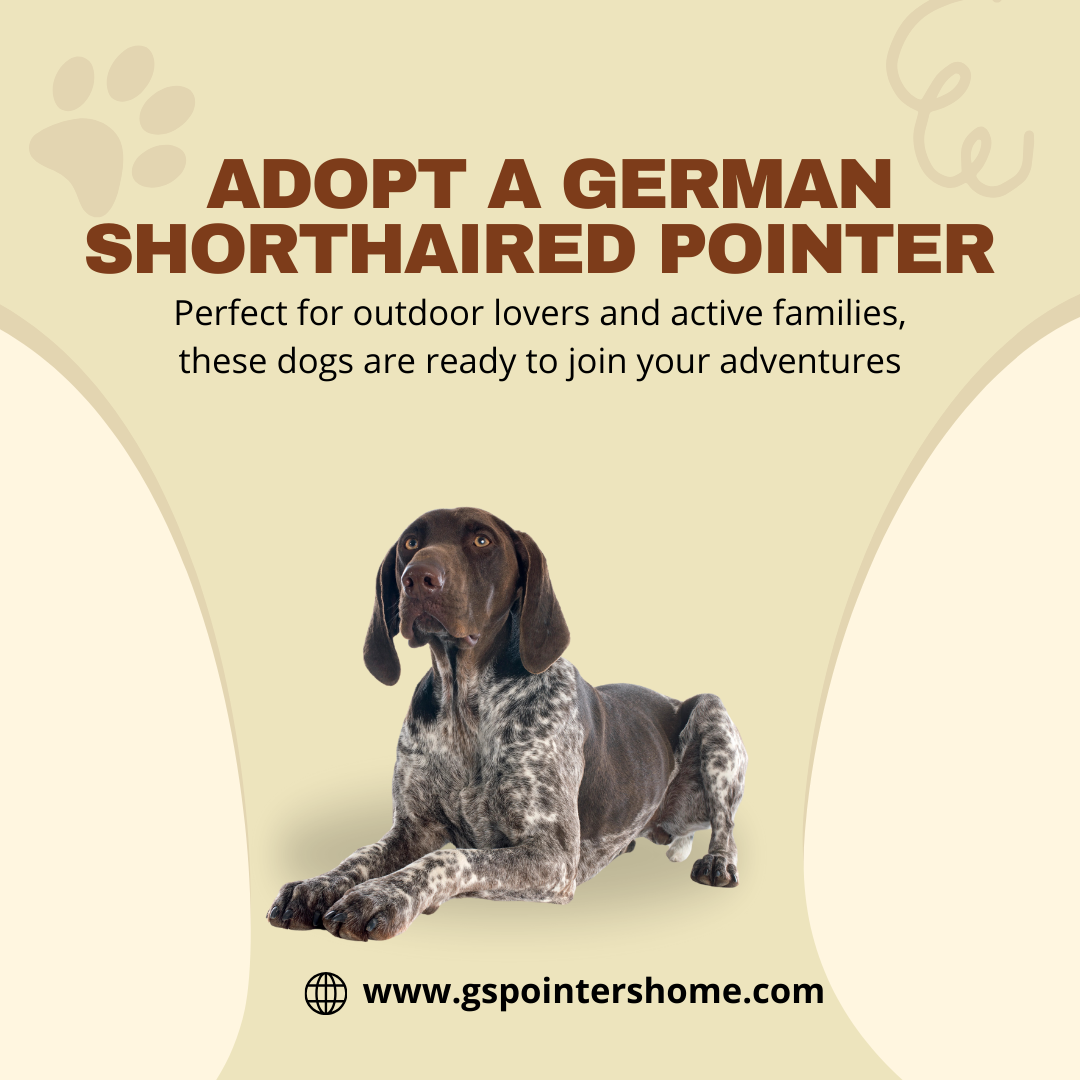 Find Healthy German Shorthaired Pointers Puppy Today