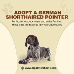 German Shorthaired Pointers Puppy.png